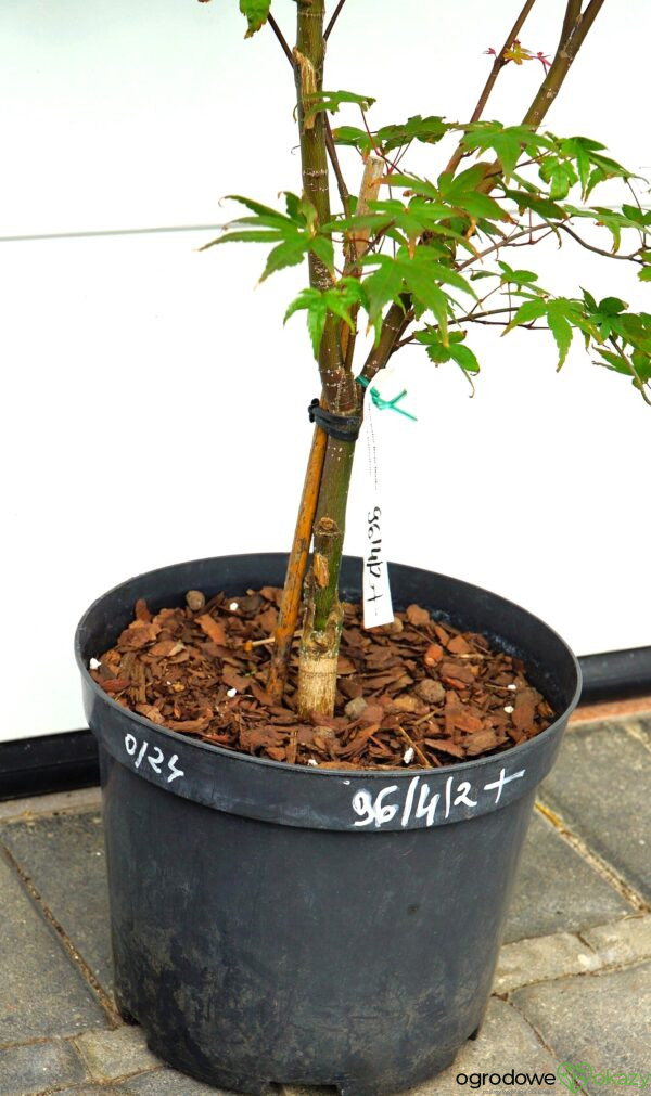 KLON PALMOWY BENI MAIKO Acer palmatum 'Beni Maiko'