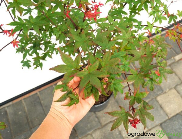 KLON PALMOWY BENI MAIKO Acer palmatum 'Beni Maiko'