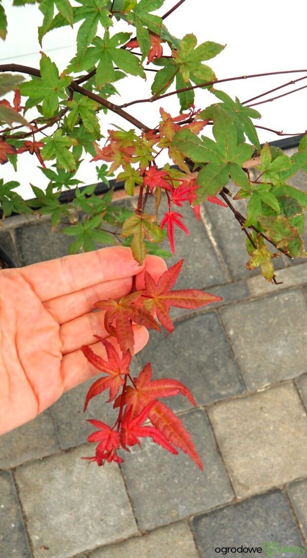 KLON PALMOWY BENI MAIKO Acer palmatum 'Beni Maiko'