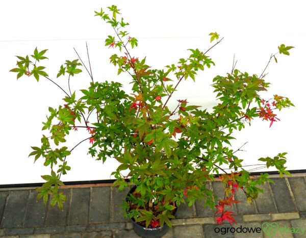 KLON PALMOWY BENI MAIKO Acer palmatum 'Beni Maiko'