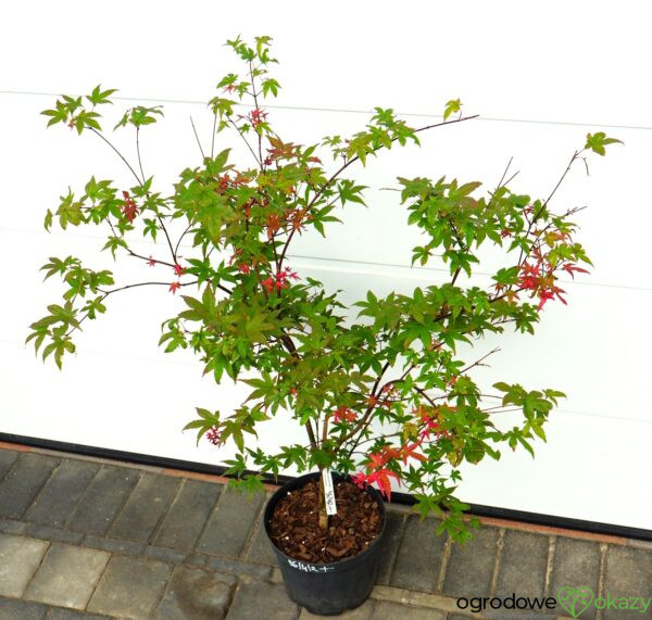 KLON PALMOWY BENI MAIKO Acer palmatum 'Beni Maiko'