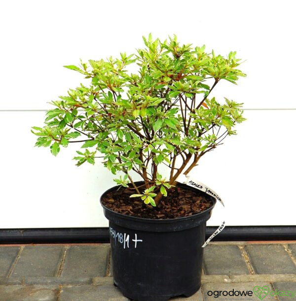 AZALIA JAPOŃSKA HOT SHOT VARIEGATED Rhododendron 'Hot Shot Variegated'