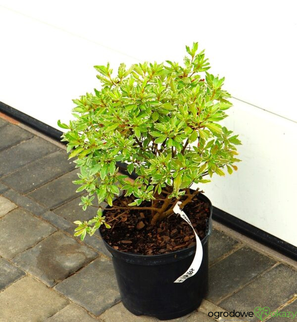 AZALIA JAPOŃSKA HOT SHOT VARIEGATED Rhododendron 'Hot Shot Variegated'