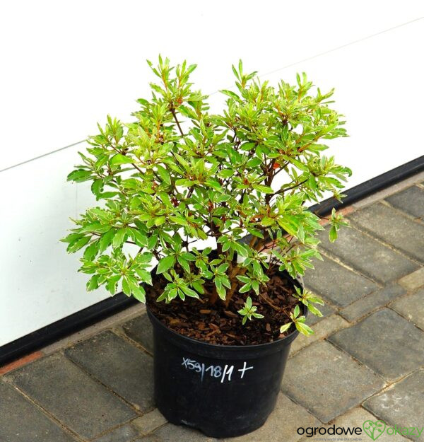 AZALIA JAPOŃSKA HOT SHOT VARIEGATED Rhododendron 'Hot Shot Variegated'
