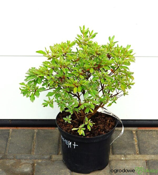 AZALIA JAPOŃSKA HOT SHOT VARIEGATED Rhododendron 'Hot Shot Variegated'