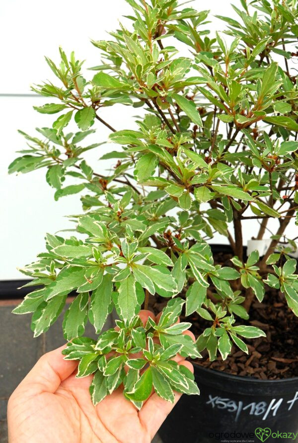 AZALIA JAPOŃSKA HOT SHOT VARIEGATED Rhododendron 'Hot Shot Variegated'