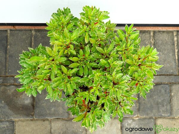 AZALIA JAPOŃSKA HOT SHOT VARIEGATED Rhododendron 'Hot Shot Variegated'