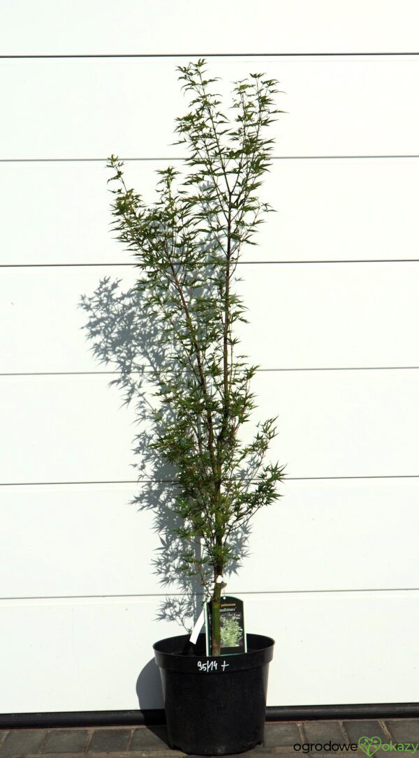KLON PALMOWY OKUSHIMO Acer palmatum ‘Okushimo’