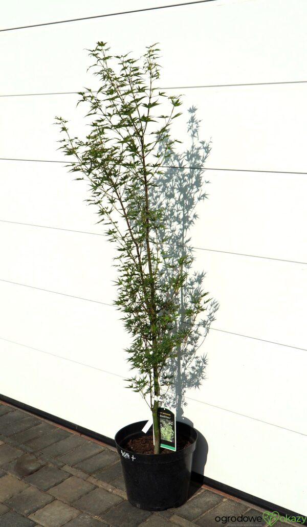 KLON PALMOWY OKUSHIMO Acer palmatum ‘Okushimo’