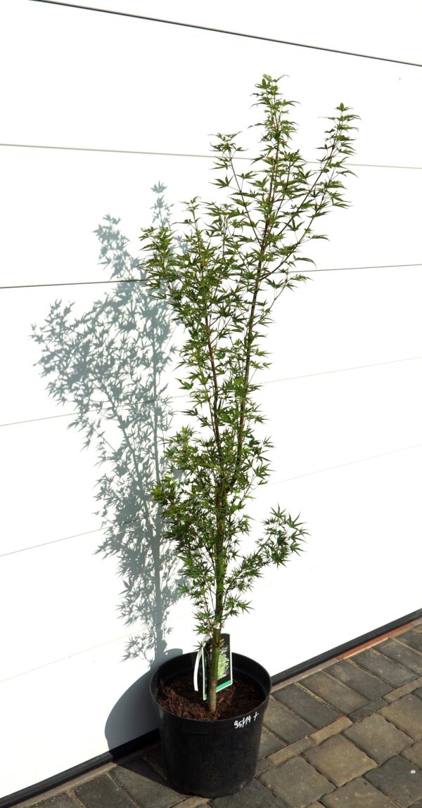 KLON PALMOWY OKUSHIMO Acer palmatum ‘Okushimo’