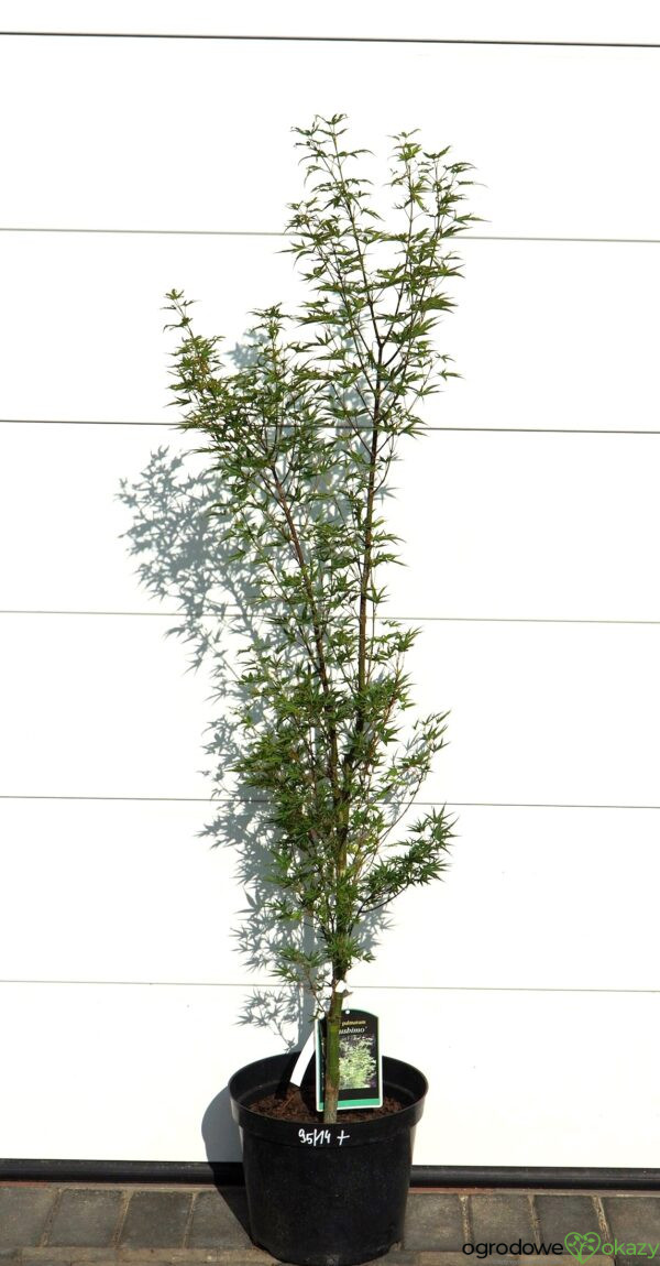 KLON PALMOWY OKUSHIMO Acer palmatum ‘Okushimo’