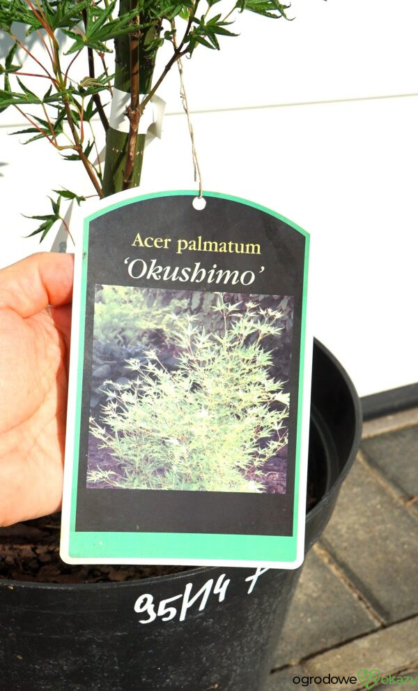 KLON PALMOWY OKUSHIMO Acer palmatum ‘Okushimo’