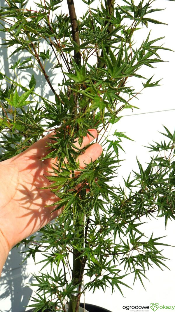 KLON PALMOWY OKUSHIMO Acer palmatum ‘Okushimo’