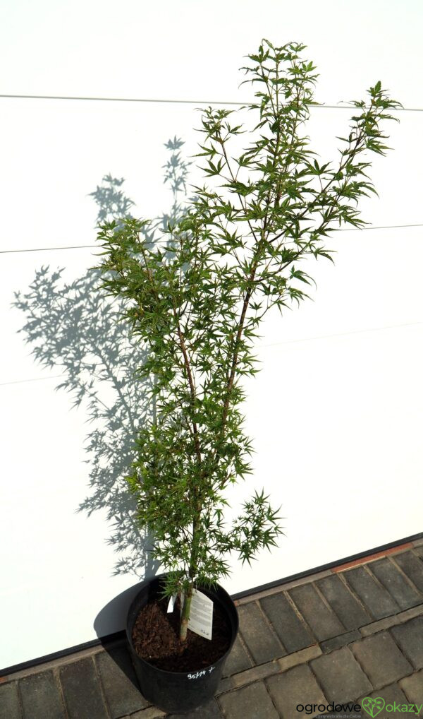 KLON PALMOWY OKUSHIMO Acer palmatum ‘Okushimo’