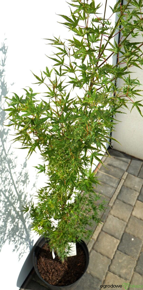 KLON PALMOWY OKUSHIMO Acer palmatum ‘Okushimo’