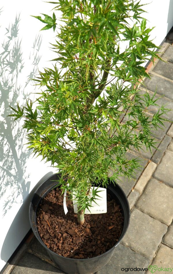 KLON PALMOWY OKUSHIMO Acer palmatum ‘Okushimo’