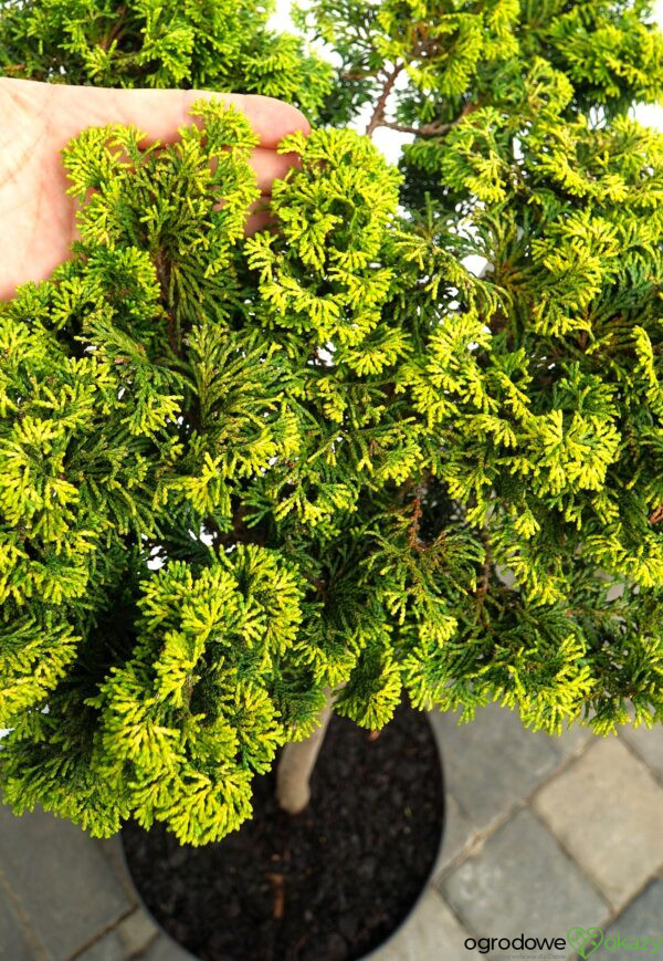 CYPRYSIK TĘPOŁUSKOWY GOLDEN CERAMIC Chamaecyparis obtusa 'Golden Ceramic'