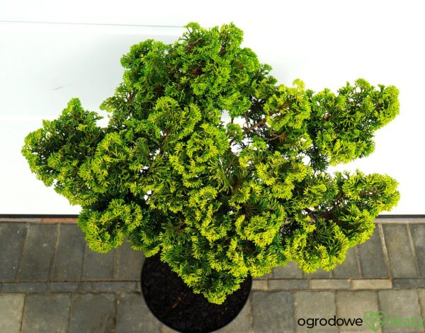CYPRYSIK TĘPOŁUSKOWY GOLDEN CERAMIC Chamaecyparis obtusa 'Golden Ceramic'