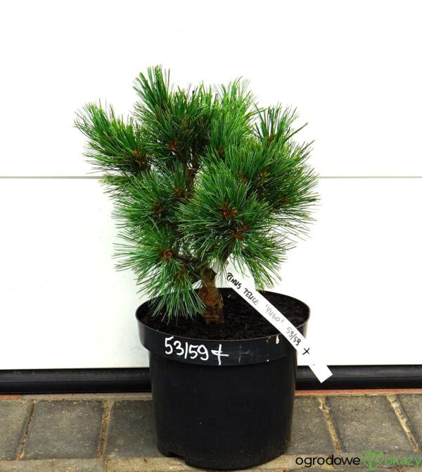 SOSNA RUMELIJSKA YUGO Pinus peuce 'Yugo'