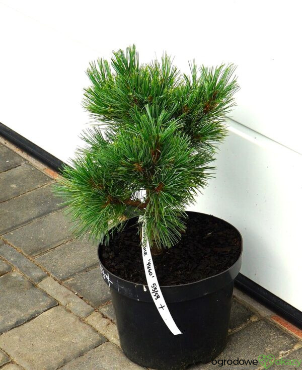 SOSNA RUMELIJSKA YUGO Pinus peuce 'Yugo'