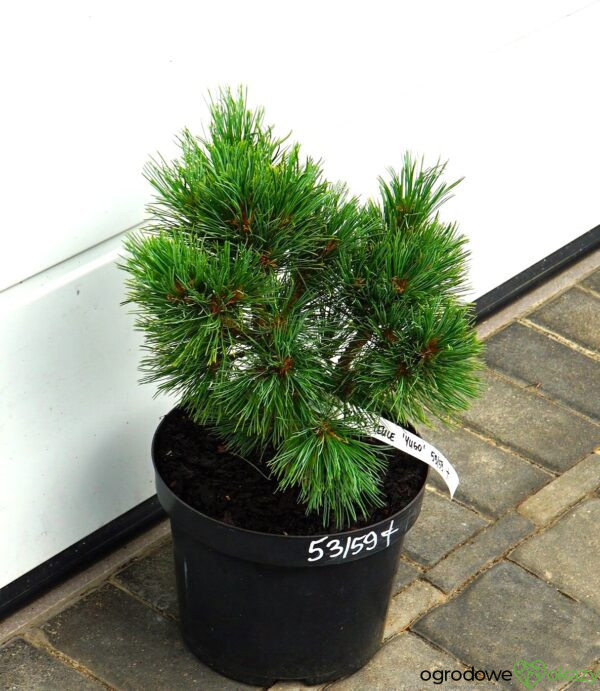 SOSNA RUMELIJSKA YUGO Pinus peuce 'Yugo'