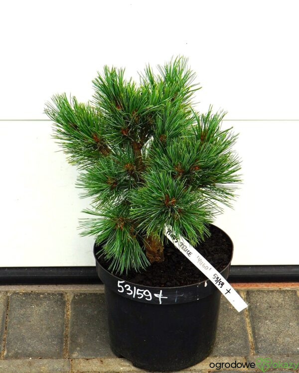 SOSNA RUMELIJSKA YUGO Pinus peuce 'Yugo'