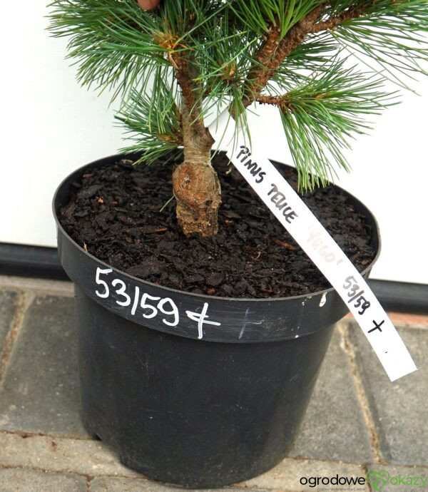 SOSNA RUMELIJSKA YUGO Pinus peuce 'Yugo'