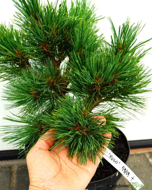 SOSNA RUMELIJSKA YUGO Pinus peuce 'Yugo'