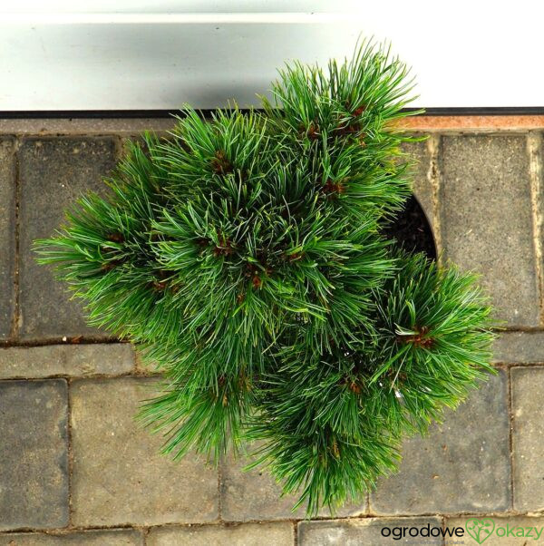 SOSNA RUMELIJSKA YUGO Pinus peuce 'Yugo'