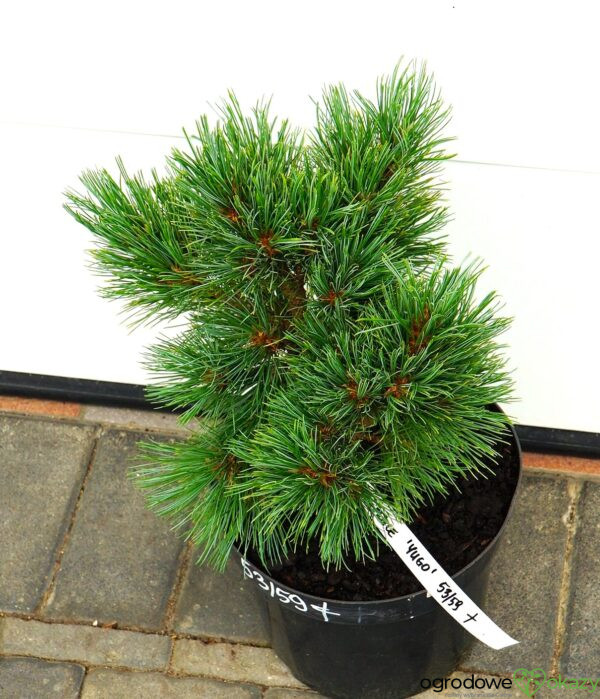 SOSNA RUMELIJSKA YUGO Pinus peuce 'Yugo'