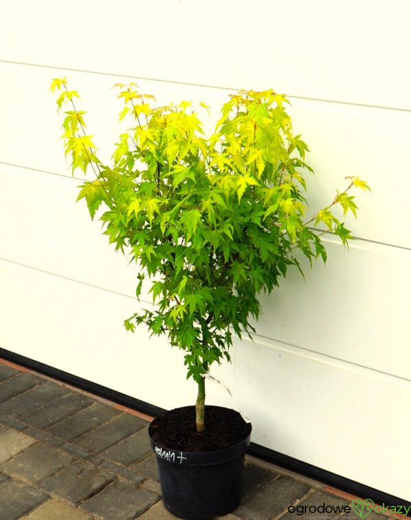 KLON PALMOWY AKANE Acer palmatum 'Akane'