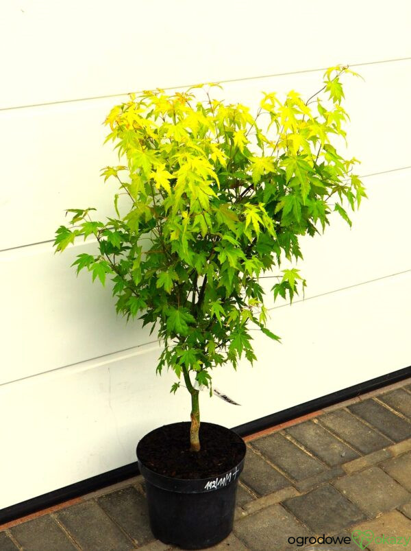 KLON PALMOWY AKANE Acer palmatum 'Akane'