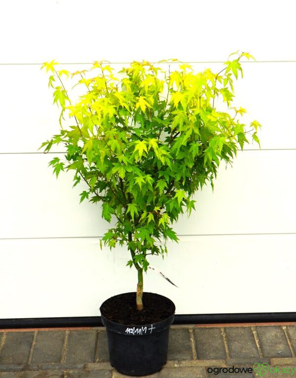 KLON PALMOWY AKANE Acer palmatum 'Akane'