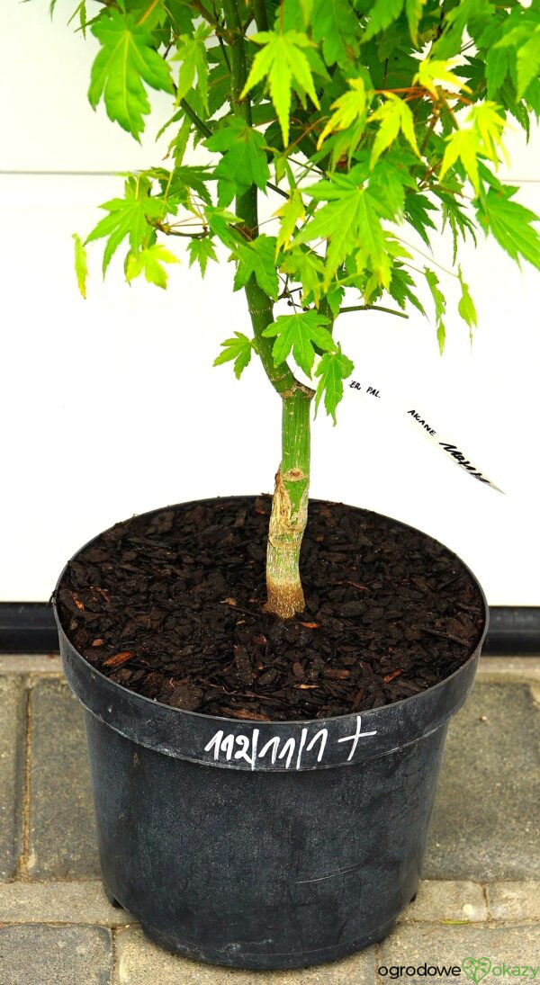 KLON PALMOWY AKANE Acer palmatum 'Akane'