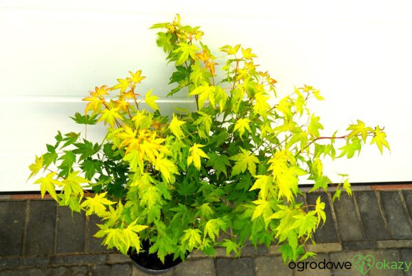KLON PALMOWY AKANE Acer palmatum 'Akane'