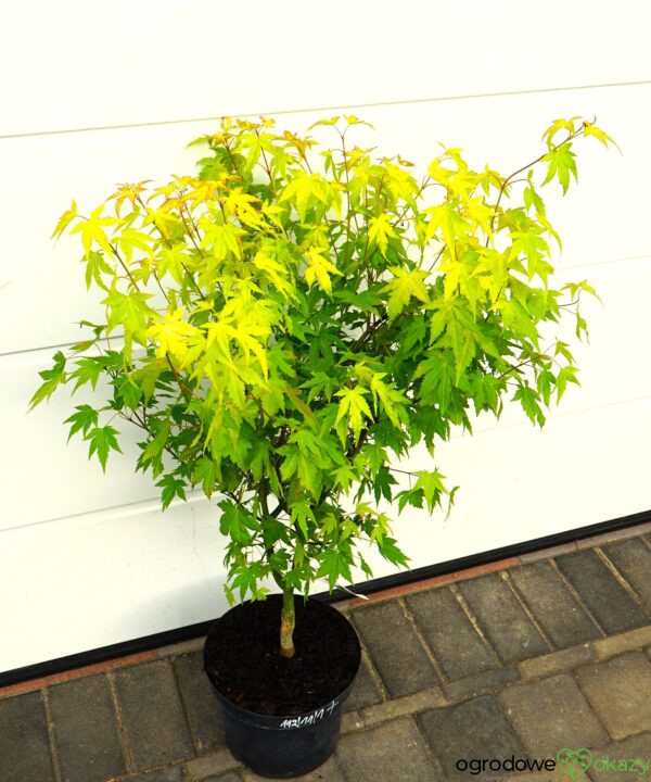KLON PALMOWY AKANE Acer palmatum 'Akane'