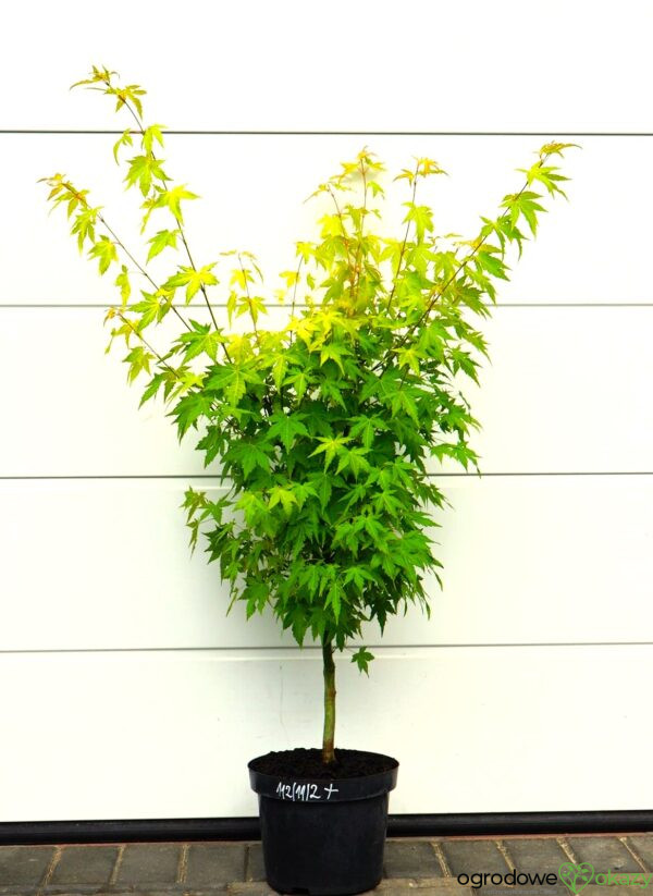 KLON PALMOWY AKANE Acer palmatum 'Akane'