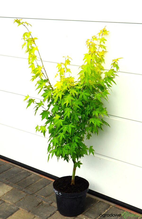 KLON PALMOWY AKANE Acer palmatum 'Akane'