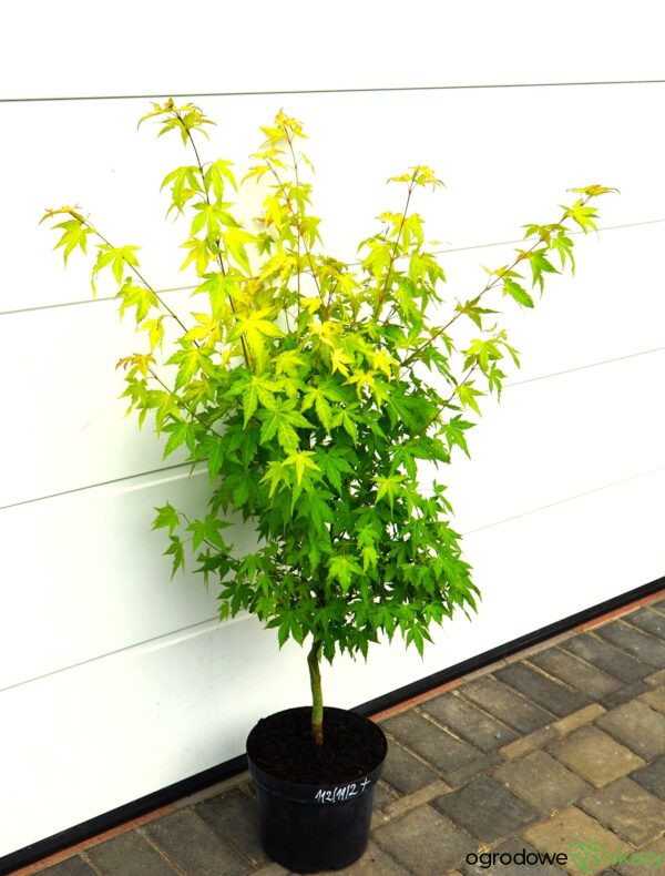 KLON PALMOWY AKANE Acer palmatum 'Akane'