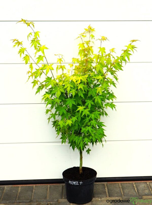 KLON PALMOWY AKANE Acer palmatum 'Akane'