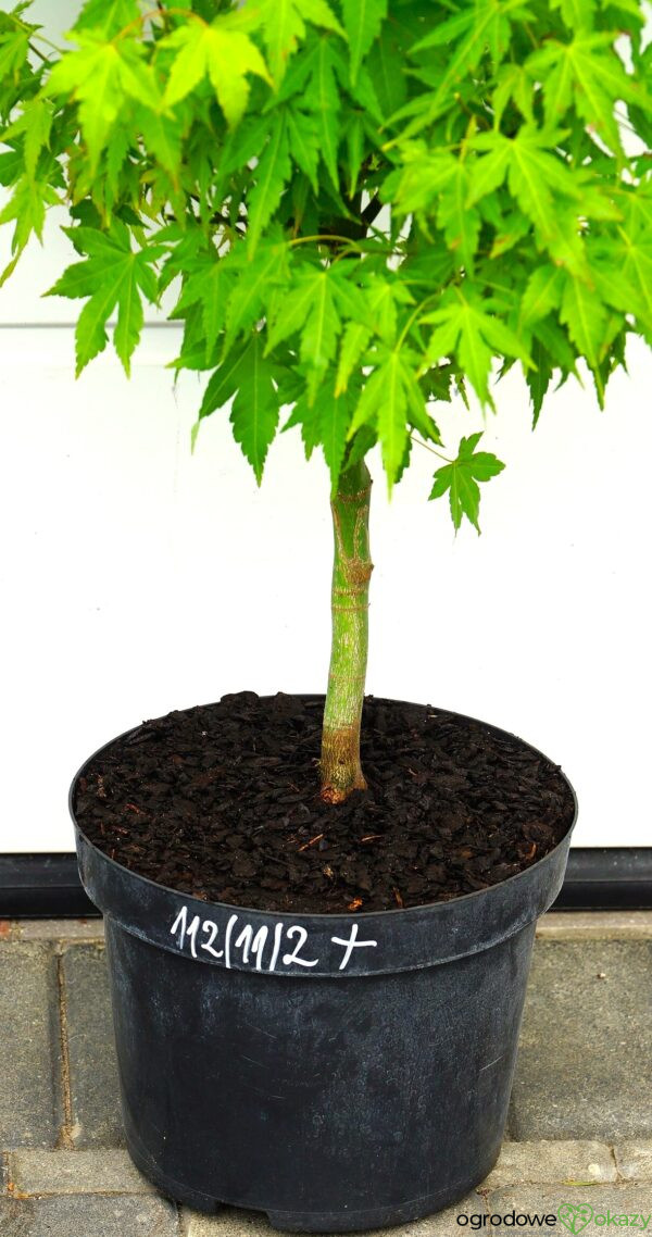 KLON PALMOWY AKANE Acer palmatum 'Akane'