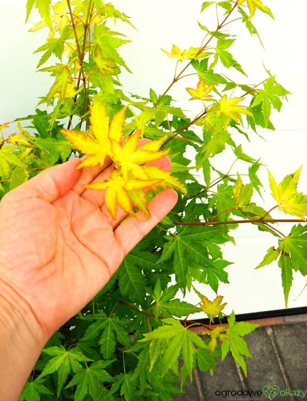 KLON PALMOWY AKANE Acer palmatum 'Akane'