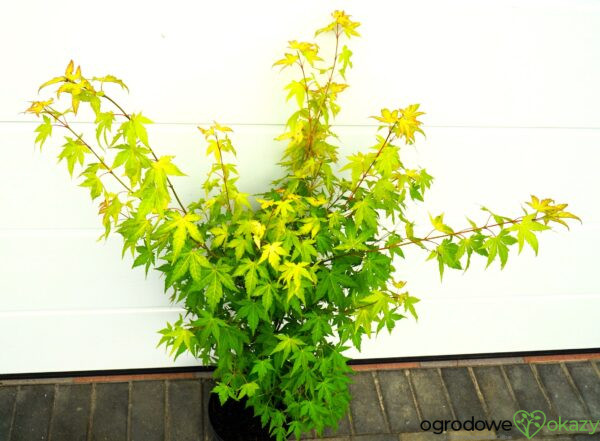 KLON PALMOWY AKANE Acer palmatum 'Akane'