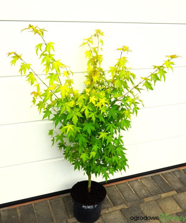 KLON PALMOWY AKANE Acer palmatum 'Akane'