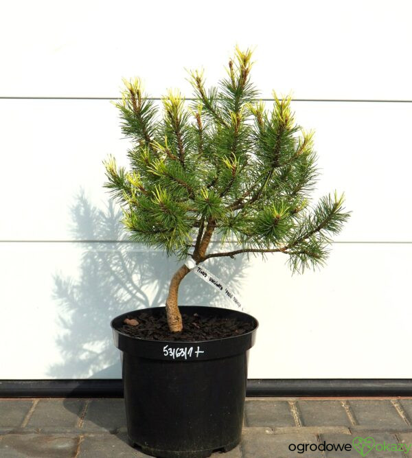 SOSNA HAKOWATA FRED Pinus uncinata 'Fred'