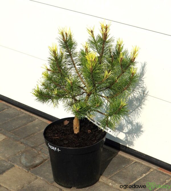SOSNA HAKOWATA FRED Pinus uncinata 'Fred'