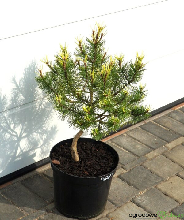 SOSNA HAKOWATA FRED Pinus uncinata 'Fred'