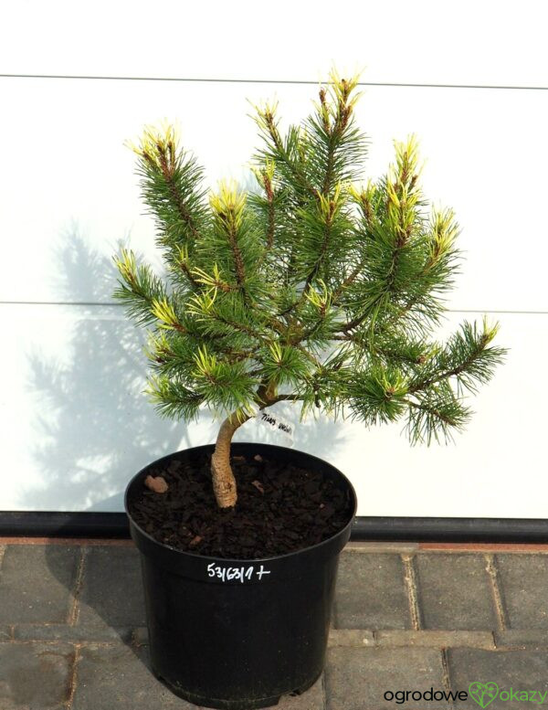 SOSNA HAKOWATA FRED Pinus uncinata 'Fred'