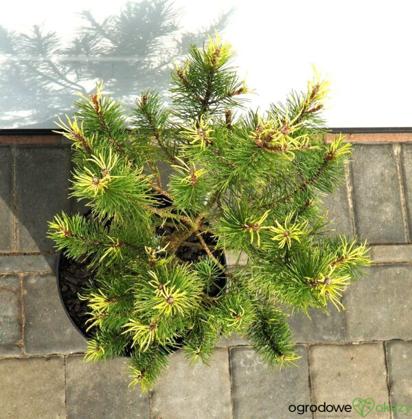 SOSNA HAKOWATA FRED Pinus uncinata 'Fred'