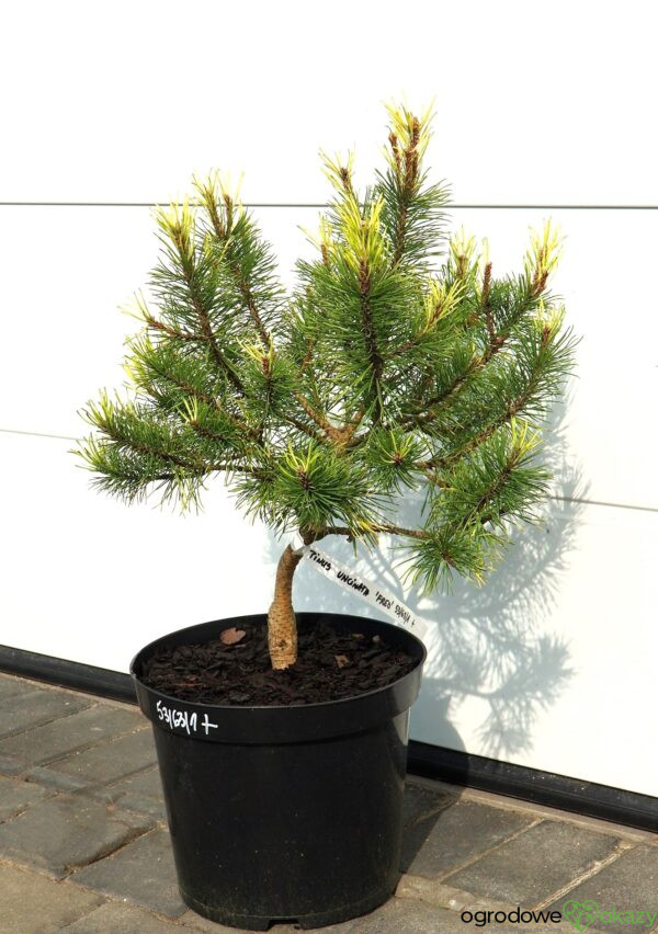 SOSNA HAKOWATA FRED Pinus uncinata 'Fred'